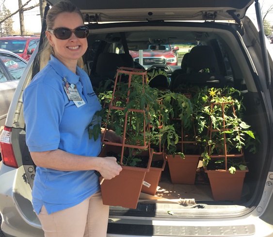 Hunterdon Healthcare employee putting tomato plants in the back of a car.